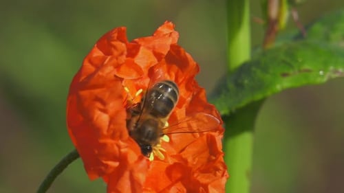 Bee Gathering Pollen from a Vibrant Orange Poppy