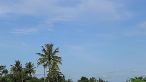 Palm Trees Swaying in Tropical Daytime Environment
