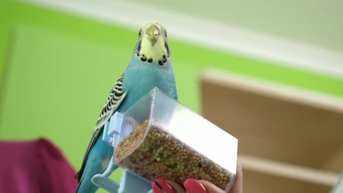 113. People take care of and play with budgies of the "Czech" breed.