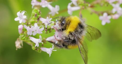 Bumblebee Pollinating Flower Close-Up in Natural Setting
