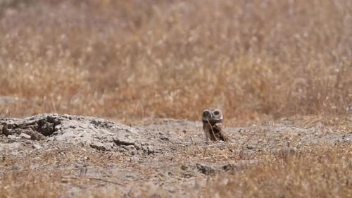 Burrowing Owl erhebt sich langsam aus ihrem Loch in der Wüste von Utah