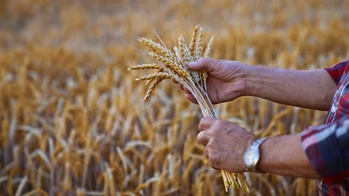Male hands turn the ripe ears of corn. Close up. Yellow dry wheat field at backdrop in blur.