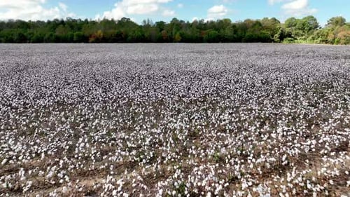 low aerial over cotton field near montgomery alabama