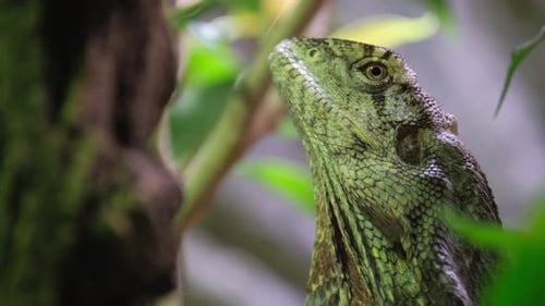 Chameleon in Green Color Closeup with Natural Background Reptiles in the Wild