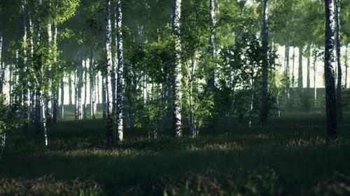 Dense Green Forest With Birch Trees