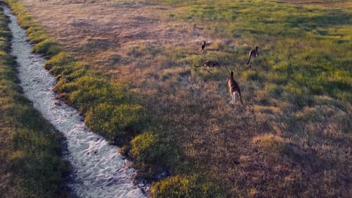 Aerial View of Kangaroos Hopping Near a Winding Path Through Australian Bush at Dusk