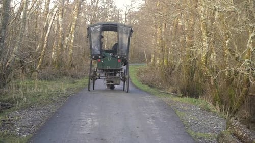 Horse pulling Irish carriage on asphalt road with bushes on both side, shot in back, slow motion, ru