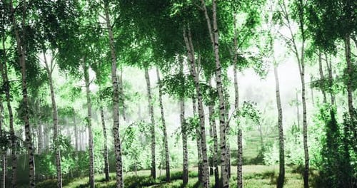 Lush Green Forest at Dawn with Sunlight Filtering Through Tall Trees