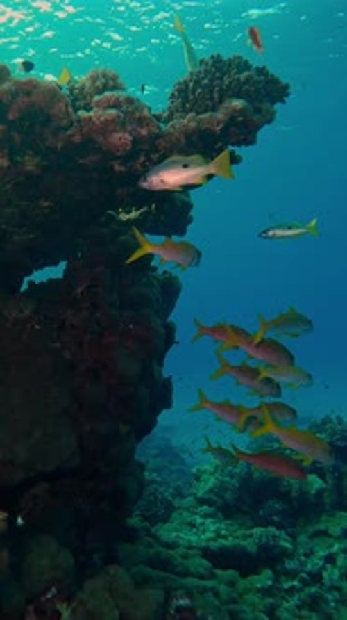 bright yellow tropical fish swim near coral reef at sunrise