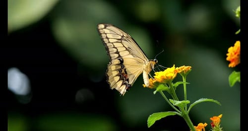 Giant Swallowtail Butterfly, papilio cresphontes, Butterfly standing on Flower, Slow Motion 4k