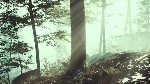 Rays of Sunlight Falling Into a Misty Forest
