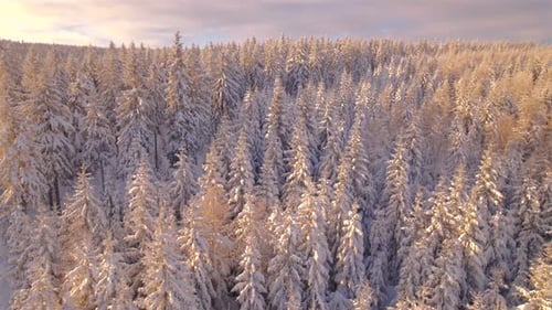 Aerial Rotating Over Winter Forest