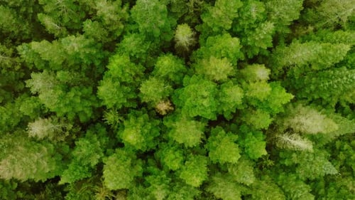 Zumbido vertical, moviéndose lentamente hacia arriba, de pinos vistos desde arriba y desde una altura baja que