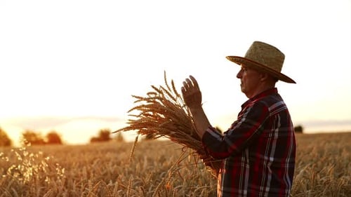 Side view of a man in a hat and checkered shirt with a bunch of wheat ears.