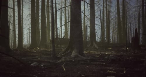Forest Landscape Showing Aftermath of Wildfire in a Smoky Atmosphere