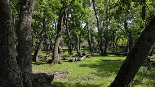 Wald