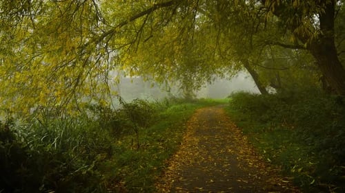 Forest Path Stretching Through Dense Fog Under Autumn Canopy Light Mist Covering Peaceful Valley