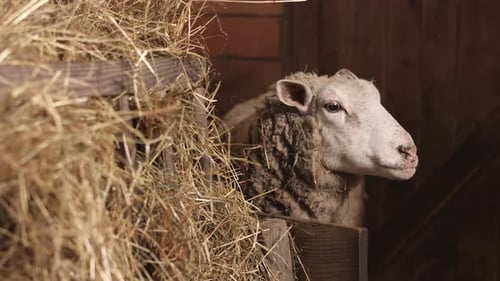 Sheep Grazing on Hay in a Farm Pen