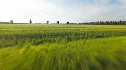 Field Of Wheat Expanding and Blooming During Spring