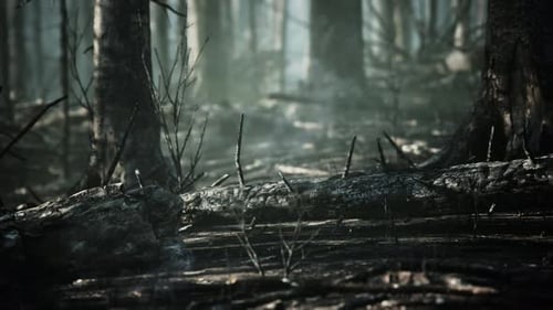Forest Fire and Fallen Tree is Burned to the Ground with a Lot of Smoke