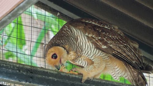 Gefleckte Holzeile im Käfig mit Küken zum Essen. Strix Seloputo Auf Bali, Indonesien. Nahaufnahme, niedriger Winkel