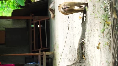Trauriger Affe, der an einen Baum gefesselt ist; Tiermissbrauch und Menschenhandel in Südostasien.