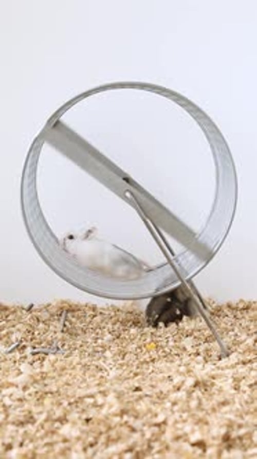 Hamsters Crawl on the Wheel Small Fluffy Mice Walk on the Wheel