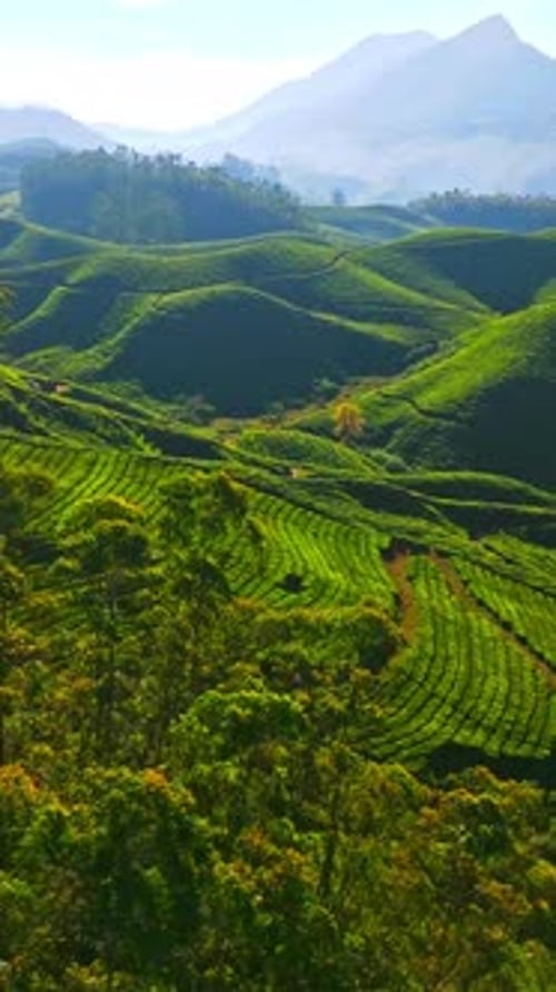 Drone vertical filmé au-dessus des plantations de thé de Munnar, journée ensoleillée au Kerala, Inde