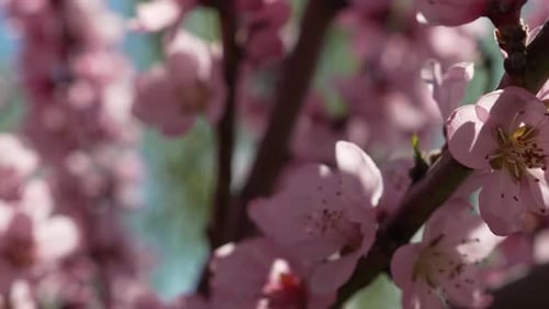 Peach Blossom Branch in Spring