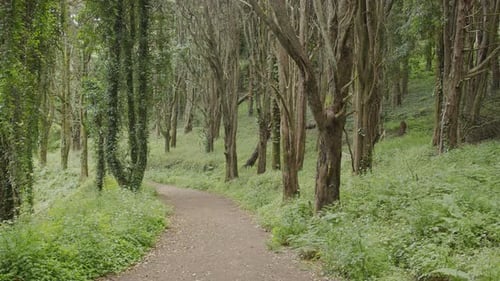 Slow motion camera inside deep dense forest along walking path on the sunset.