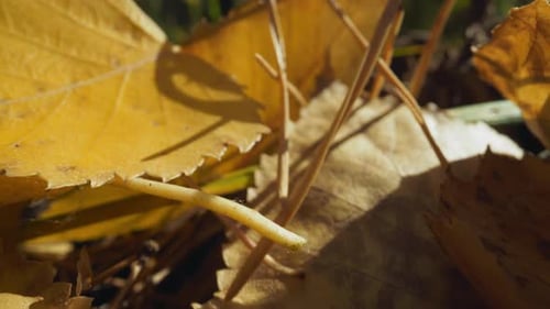 Yellow Leaves and Pine Tree Needles Lie on Ground in Forest