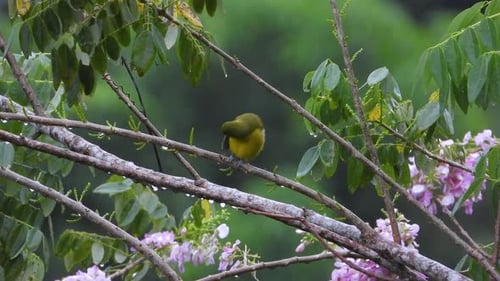 Stripe-tailed Yellow Finch Perching And Preening On Wet Branch Of Flowering Tree In Santa Marta, Col