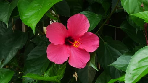 Pink Hibiscus Flower Blooming in a Tropical Garden