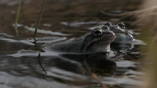 Two frogs meeting in pond water in spring, mating call and encounter, close up