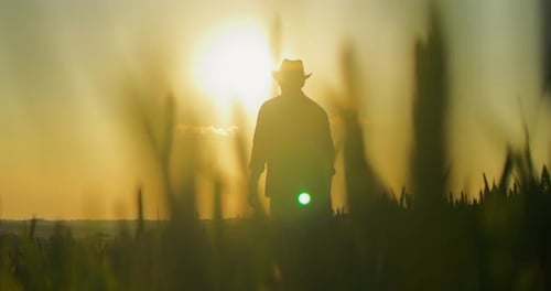 Silhouette of Farmer Looking at the Field Analyzing Harvest While Standing with Sunset Agricultural