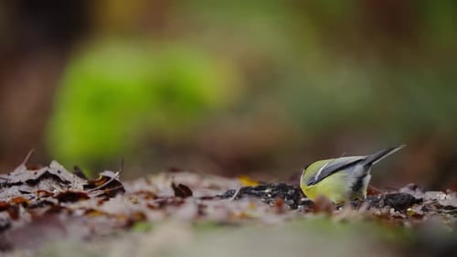 Great Tit y Chaffinch juntos en Mossy Branch