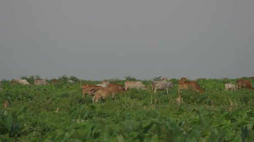 Cow herd eating grass in a meadow- Cow eating grass in an wide field - different color cows- 4k Slow