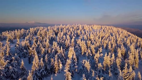 Winterwald