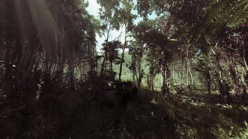 Exploring the Lush Jungle Landscape of China Rich in Biodiversity and Greenery