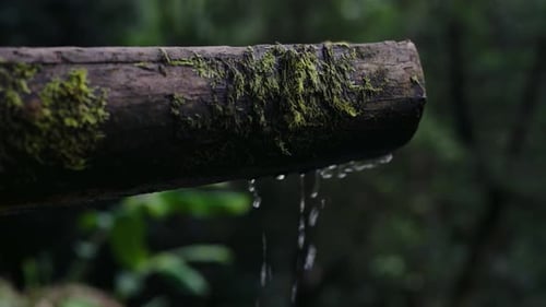 CloseUp of Mossy Log With Dripping Water in Lush Forest Setting