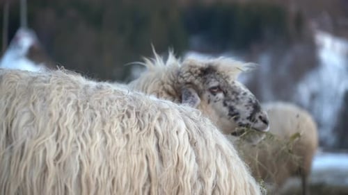 Flock of Sheep Grazing on Snowy Field