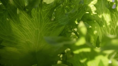 Closeup macro of green oak lettuce and Frillice Iceberg Lettuce leaf in organic hydroponic farm gard