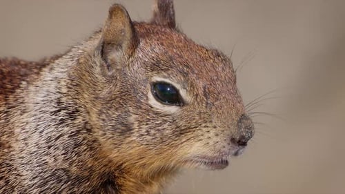 Extreme Close Up of a Wild Squirrel