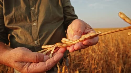 Close up of senior farmer hands examining soybean crop in field at sunset.