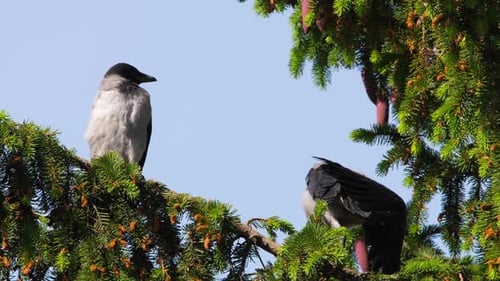 Two Birds Sitting on Top of a Tree Branch