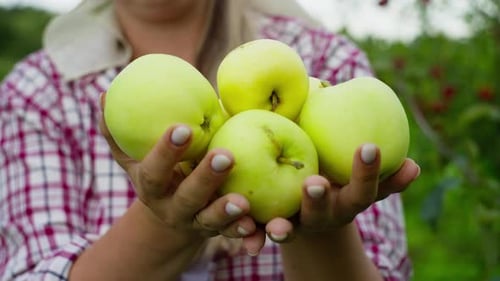 Closeup of a Woman Holding Apples in Her Hands