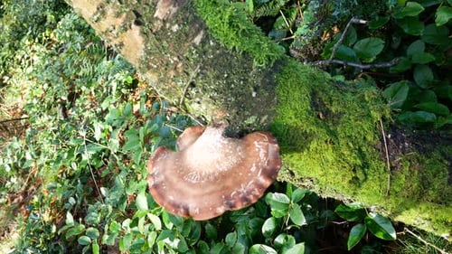 Wild Autumn mushroom fungi growing on woodland mossy forest tree trunk high angle left dolly
