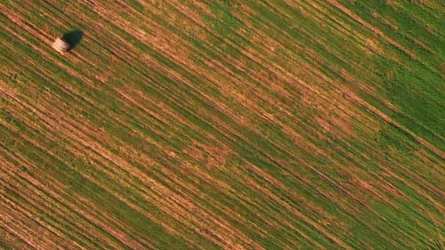 Agricultural mown field with collected haystacks. Vertical video