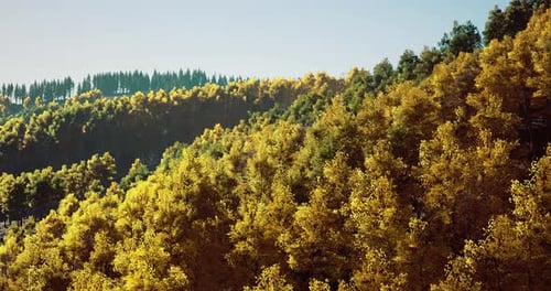Scenic Aerial Flyover of Golden Autumn Forest Landscape