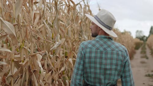 Frustrated Farmer Man Walks Along Road in Field Between Dry Corn Plants